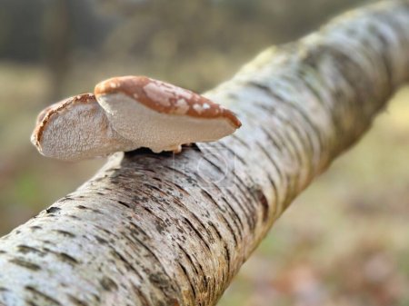 Téléchargez les photos : A large birch polypore piptoporus betulinus at a birch branch in the forest. High quality photo - en image libre de droit
