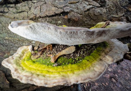 Téléchargez les photos : Turkey tail Trametes versicolor Fungus on a tree. High quality photo - en image libre de droit