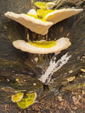 Téléchargez les photos : Turkey tail Trametes versicolor Fungus on a tree. High quality photo - en image libre de droit
