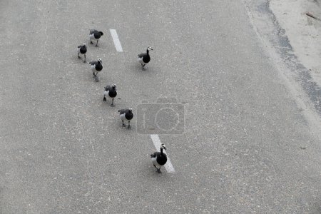 Téléchargez les photos : A group of geese walks across the road. High quality photo - en image libre de droit