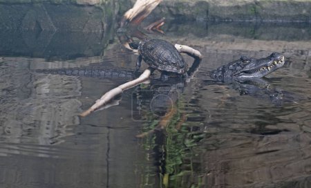 Photo for Crocodile and turtle together in the water of a zoo, The Netherlands. High quality photo - Royalty Free Image