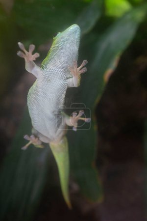 Foto de A Gecko against glass at zoo the Netherlands. High quality photo - Imagen libre de derechos