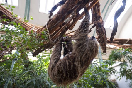 Foto de Common Sloth climbing on tree at Zoo the Netherlands. High quality photo - Imagen libre de derechos