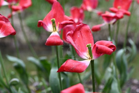 Téléchargez les photos : Fades tulipes rouges au printemps sur un fond vert flou. Photo de haute qualité - en image libre de droit