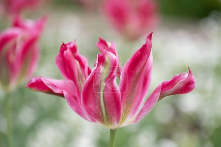 Foto de Primer plano de un lujoso tulipán estriado de loro rosa y blanco sobre un elegante y pintoresco fondo primaveral. Foto de alta calidad - Imagen libre de derechos
