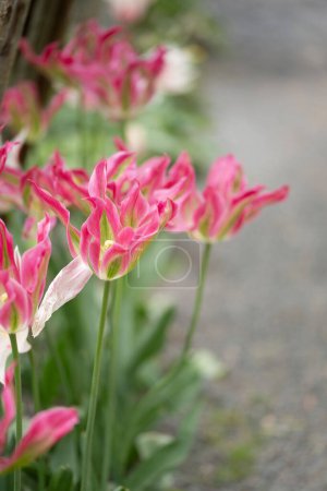 Foto de Primer plano de un lujoso tulipán estriado de loro rosa y verde sobre un elegante y pintoresco fondo de primavera. Foto de alta calidad - Imagen libre de derechos