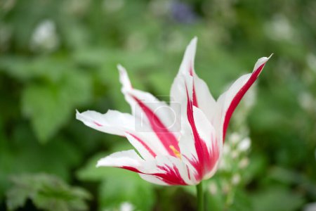 Foto de Primer plano de un lujoso tulipán estriado de loro rosa y blanco sobre un elegante y pintoresco fondo primaveral. Foto de alta calidad - Imagen libre de derechos