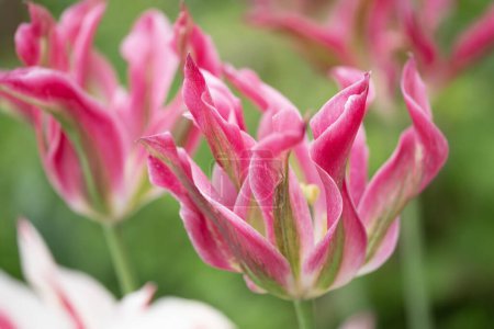 Foto de Primer plano de un lujoso tulipán estriado de loro rosa y verde sobre un elegante y pintoresco fondo de primavera. Foto de alta calidad - Imagen libre de derechos