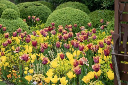 Photo for Red tulips in yellow garden wit buxus. High quality photo - Royalty Free Image