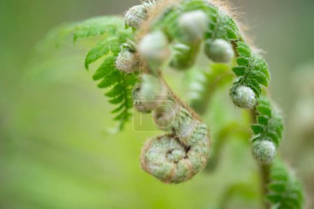  close up of green ferns in a botanical garden. High quality photo