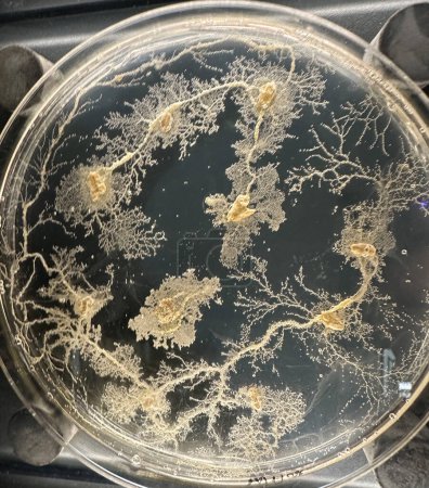 Petrischale mit Schimmelpilzen, Penicillium, Hefe, Schleim isoliert auf schwarz. Hochwertiges Foto