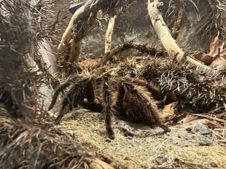 La tarántula Curlyhair, Tliltocatl albopilosus una araña grande. Foto de alta calidad