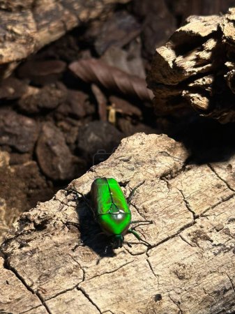 Ein metallisch grüner Käfer, der auf Holz abspeckt. Hochwertiges Foto