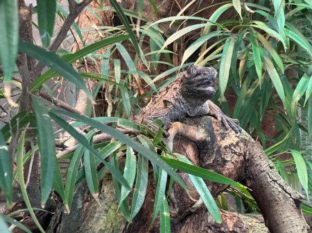 Green iguana on tree branch in the zoo.. High quality photo
