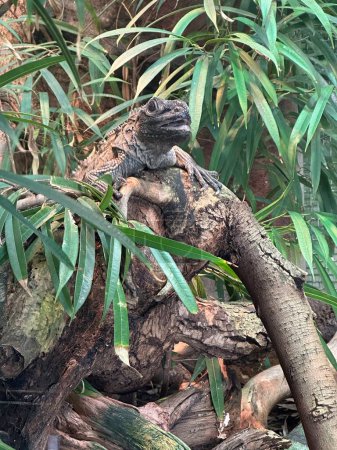 Grüner Leguan auf einem Ast im Zoo. Hochwertiges Foto