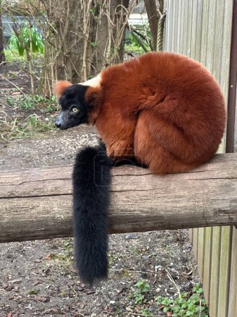Red Ruffed Lemur in the zoo. High quality photo