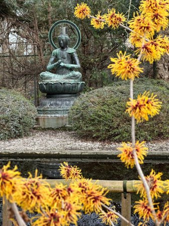 Haselnussstrauch, Hamamelis virginiana mit Budha im Hintergrund. Hochwertiges Foto