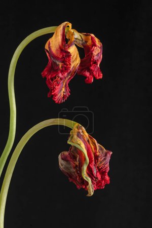 Photo for Wilted parrot tulip flower isolated against black. High quality photo - Royalty Free Image