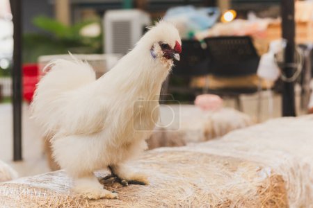 Téléchargez les photos : Un poulet blanc soyeux debout sur un foin dans un jardin - en image libre de droit