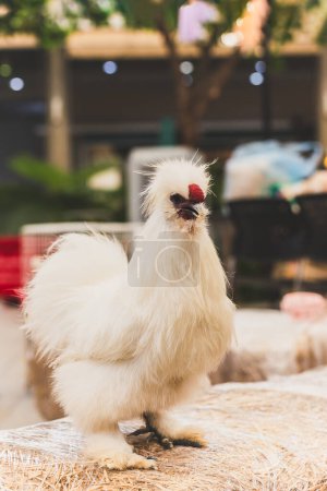 Téléchargez les photos : Un poulet blanc soyeux debout sur un foin dans un jardin - en image libre de droit