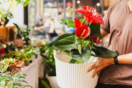 Téléchargez les photos : Homme jardinier pot avec anthuriums fleur dans le marché - en image libre de droit