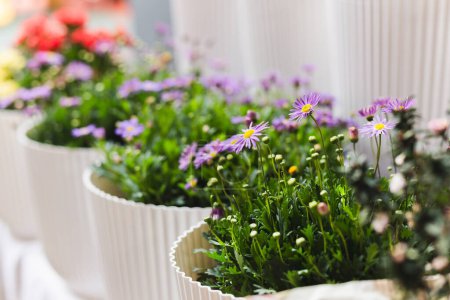 Téléchargez les photos : Brachyscome violet fleur en pot blanc dans le jardin - en image libre de droit