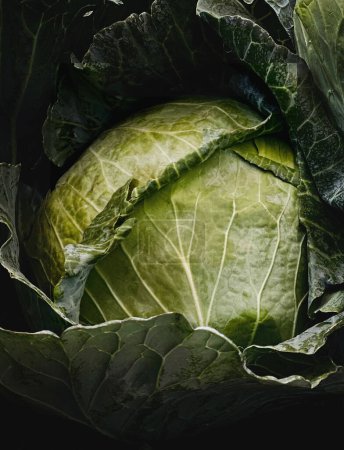 Téléchargez les photos : Grand chou vert frais légumes bio dans le jardin - en image libre de droit