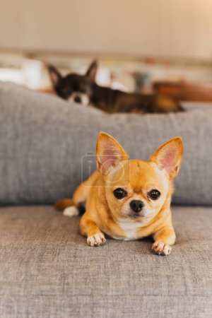 Téléchargez les photos : Beau petit chien chihuahua brun couché sur le canapé à la maison - en image libre de droit