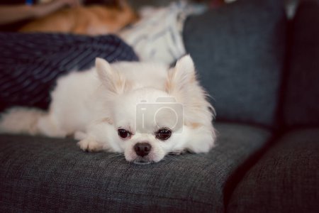Téléchargez les photos : Chihuahua blanc chien heureux sourire assis sur le canapé dans la maison - en image libre de droit