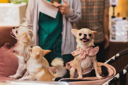 Téléchargez les photos : Chihuahua chien dans une robe en poussette - en image libre de droit