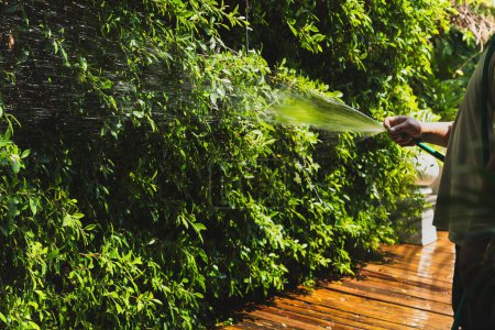 Téléchargez les photos : Man watering plant in the garden with hose - en image libre de droit