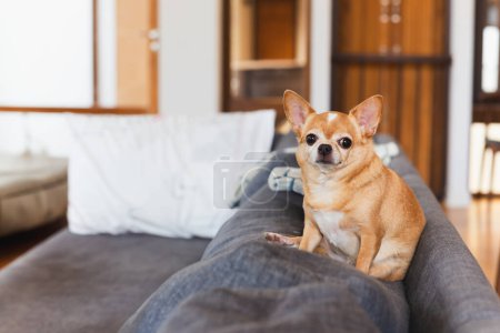 Téléchargez les photos : Beau petit chien chihuahua assis sur le canapé à la maison - en image libre de droit