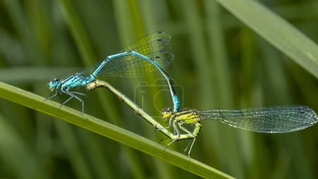 Die azurblaue Libelle (Coenagrion puella) während der Paarungszeit