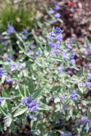 Photo for Herbaceous plants Caryopteris Dark Knight called Bluebeards shrub with blue flowers in the garden - Royalty Free Image