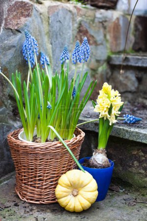 Photo for Spring flowers decoration bulb flowers grape hyacinth Muscari and yellow hyacinth in handmade wickery basket and pumpkin baby boo outdoors - Royalty Free Image