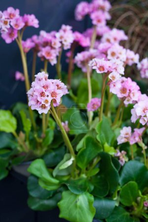 Photo for Flowering bergenia plant called Baby doll - Royalty Free Image
