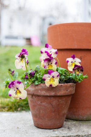 Photo for Beutiful flowering Pansy Trailing in a traditional ceramic pot - Royalty Free Image