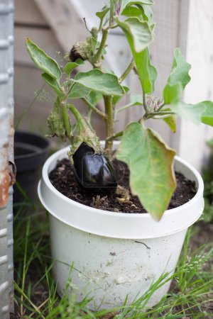 Photo for Harvest fresh eggplant in pot garden - Royalty Free Image