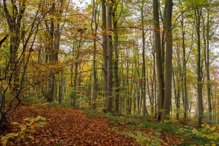 Foto de Haya (Fagus sylvatica) bosque otoñal - Imagen libre de derechos
