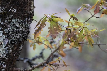 Photo for Sessile oak (Quercus petraea) new springtime foliage - Royalty Free Image