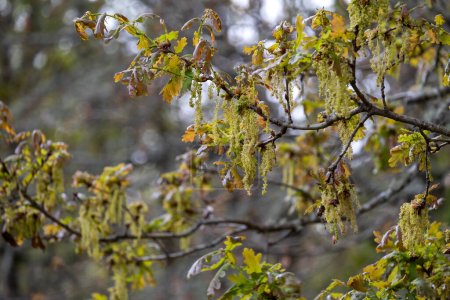 Téléchargez les photos : Chêne sessile (Quercus petraea) nouveau feuillage printanier et chatons mâles - en image libre de droit