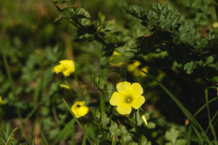 Téléchargez les photos : Sourgrass (Oxalis pes-caprae) fleurs jaunes en fleurs - en image libre de droit