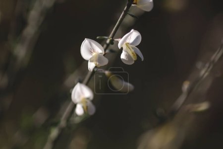 Photo for Cytisus multiflorus white broom pea-like flowers - Royalty Free Image