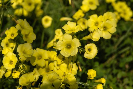 Photo for Sourgrass (Oxalis pes-caprae) yellow flowers blooming - Royalty Free Image