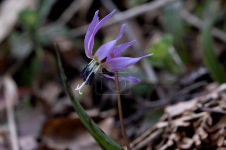 Photo for Dogtooth violet (Erythronium dens-canis) springtime flower and brown spotted leaves - Royalty Free Image