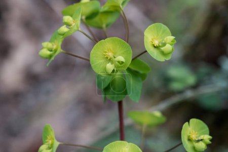 Foto de Wood spurge (Euphorbia amygdaloides) yellow-green infloresences blooming in spring - Imagen libre de derechos