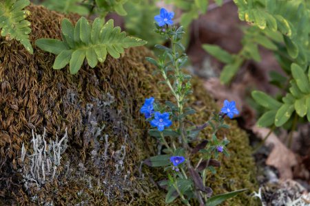 Foto de Gromwell rastrero (Glandora prostrata) flores silvestres azules que florecen en un bosque con helechos, líquenes y musgo - Imagen libre de derechos