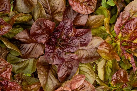 Photo for Red Batavia (Summer Crisp) lettuce plants growing in the domestic vegetable garden - Royalty Free Image