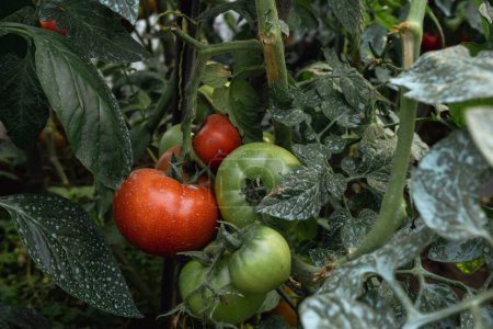 Foto de Planta de tomate (Solanum lycopersicum) con frutos rojos y verdes y manchas azules de sulfato de cobre - Imagen libre de derechos