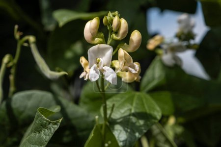 Photo for White flowers of a runner bean plant ( Phaseolus coccineus) - Royalty Free Image